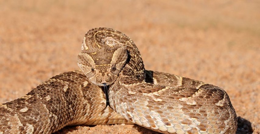 Je li ovo nasmrtonosnija zmija na svijetu?